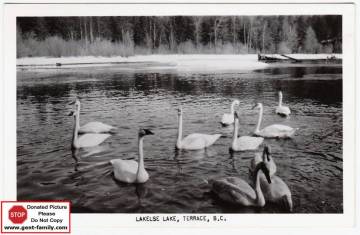 trumpeter_swans_on_lakesle_lake_marked.jpg