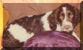 Asker, a Springer Spaniel, we got her from Estevan when we got married in 1975 