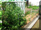 Bee Balm and ne Strawberry Patch south side of my Greenhouse