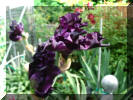 Black Bearded Iris