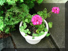 Geranium on our patio, Geranium was my Dad's favorite flower.