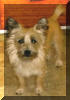 Mac our Blonde Cairn Terrier