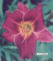 New Hybrid Daylily, named Helen Gent, hybridized by Allister Kallis 